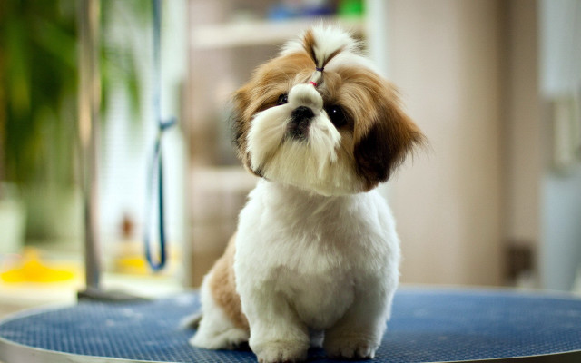 Small dog table shower head free wallpaper - medium preview image