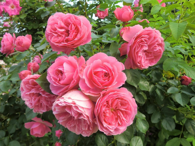 Pink roses green leaves buds free wallpaper - medium preview image