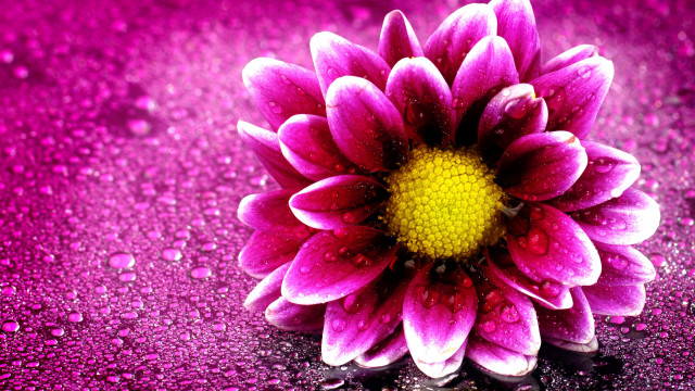 Purple flower water droplets rain free wallpaper - medium preview image