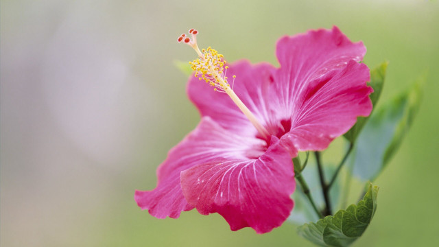 Pink flower green background yellow #12 free wallpaper - medium preview image