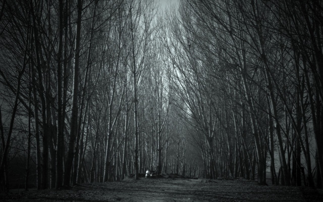 Black white forest dirtroad trees free wallpaper - medium preview image