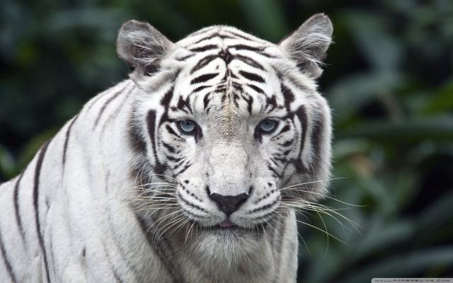 White tiger blue eyes blurry #3 free wallpaper - medium preview image