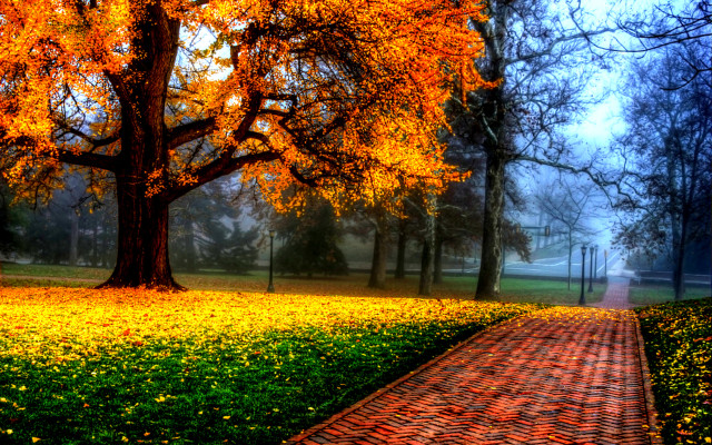 Pathway park yellow flowers trees free wallpaper - medium preview image