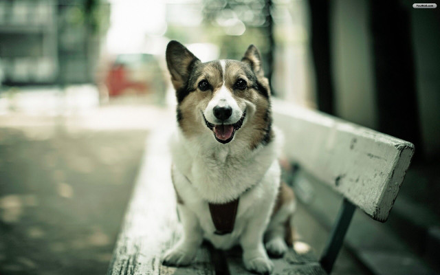 Dog bench park tongue out free wallpaper - medium preview image