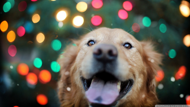 Dog mouth open christmas tree free wallpaper - medium preview image