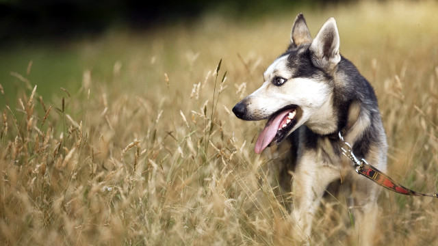 Husky dog tongue out field free wallpaper - medium preview image