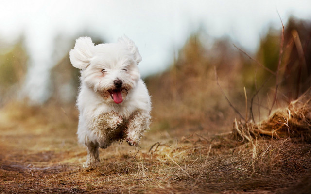 Small white dog running field free wallpaper - medium preview image