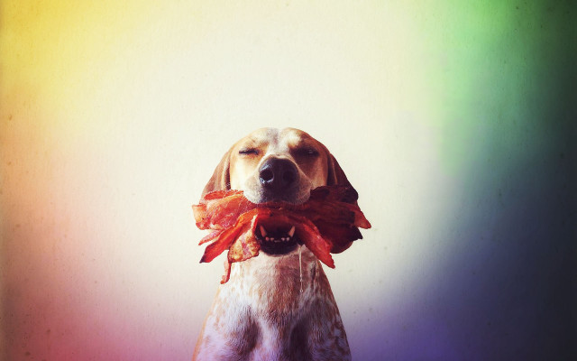 Dog bow rainbow background white free wallpaper - medium preview image