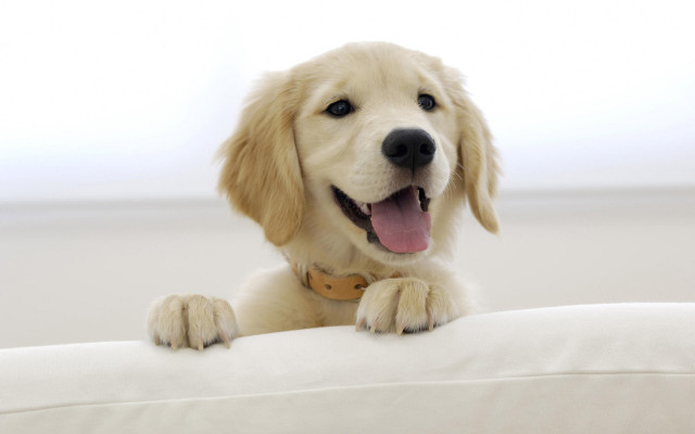 Dog smiling white couch camera free wallpaper - medium preview image