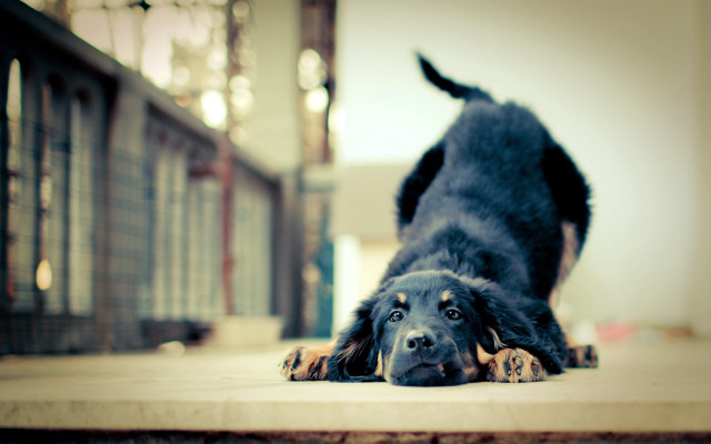 Dog laying head on ground #3 free wallpaper - medium preview image