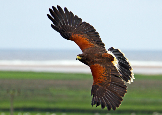 Bird of prey flying beach free wallpaper - medium preview image