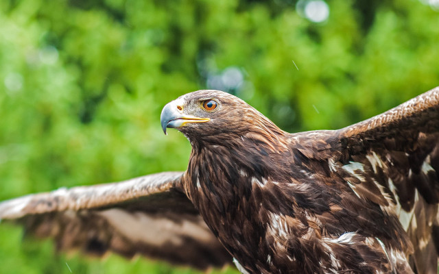 Bird of prey with wings free wallpaper - medium preview image