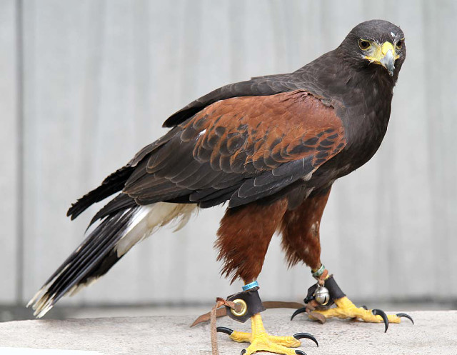 Bird prey ledge yellow foot free wallpaper - medium preview image
