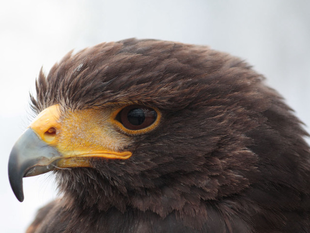 Bird prey yellow beak brown #2 free wallpaper - medium preview image
