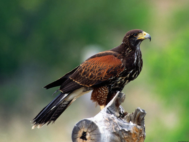 Bird prey tree stump sunshine free wallpaper - medium preview image