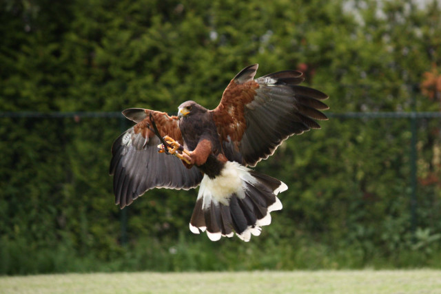 Bird of prey flying wings #10 free wallpaper - medium preview image