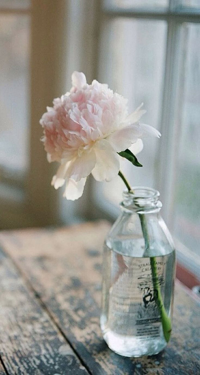 Pink flower glass jar table free wallpaper - medium preview image