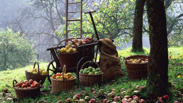 Wooden cart filled apples forest free wallpaper - medium preview image