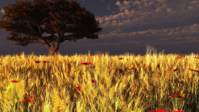 Tree field wheat red poppies free wallpaper - medium preview image