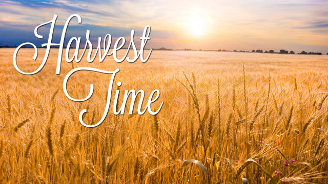 Wheat field harvest time sun free wallpaper - medium preview image