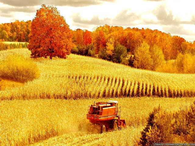 Red truck wheat field autumn free wallpaper - medium preview image