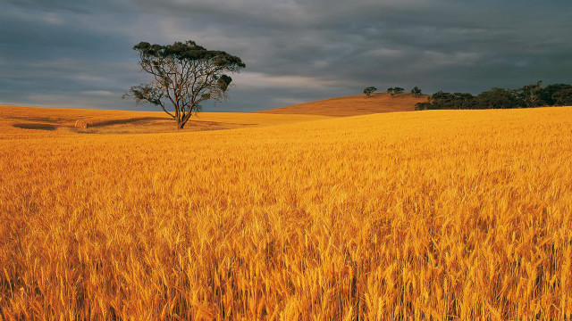 Wheat field lone tree cloudy free wallpaper - medium preview image
