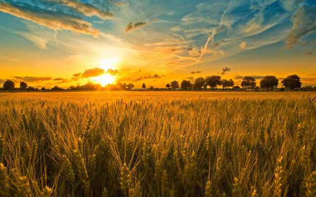 Field sunset clouds grass sky free wallpaper for desktop - medium preview image