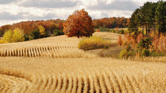 Wheat field trees background clouds free wallpaper - medium preview image