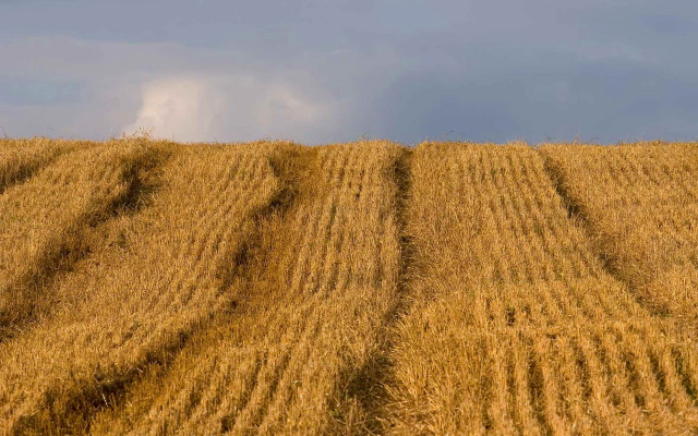 Wheat field cloud blue sky free wallpaper - medium preview image