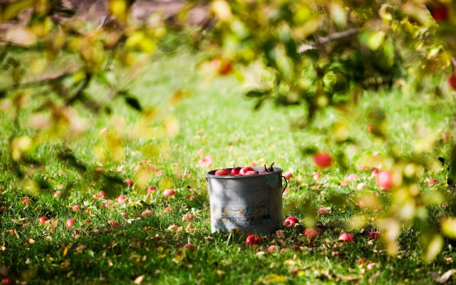 Bucket of apples in grass free wallpaper - medium preview image