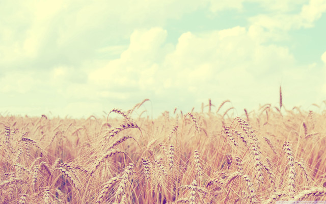 Wheat field cloudy blue sky free wallpaper - medium preview image