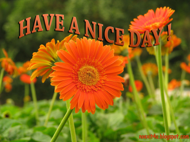 Flower nice day message field free wallpaper - medium preview image