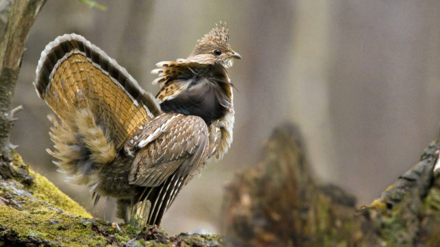 Bird large wing forest nature free wallpaper - medium preview image