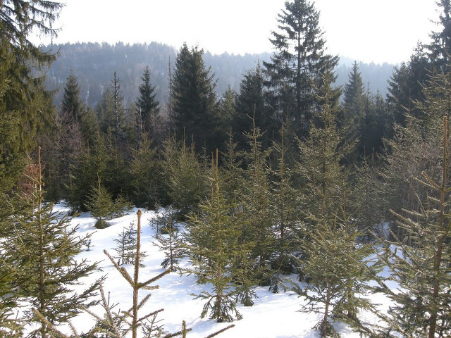 Snowy forest trees bench lake free wallpaper - medium preview image