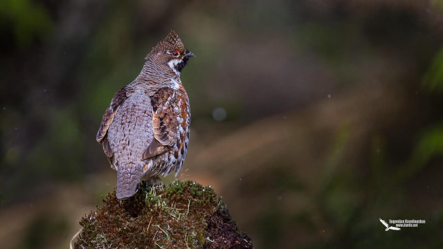 Bird moss rock forest blurry free wallpaper - medium preview image