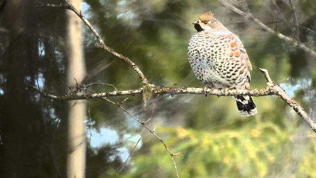 Bird perched branch blurry background #3 free wallpaper - medium preview image