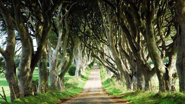 Dirt road lined with trees free wallpaper - medium preview image