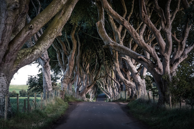Road lined trees fence car free wallpaper - medium preview image
