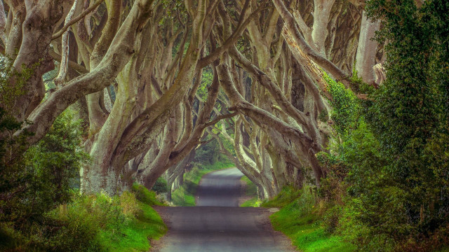 Road lined with trees car free wallpaper - medium preview image