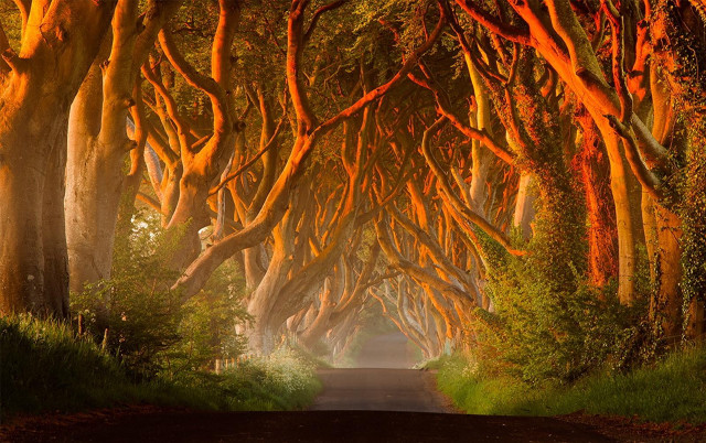 Road trees orange lights dark free wallpaper - medium preview image