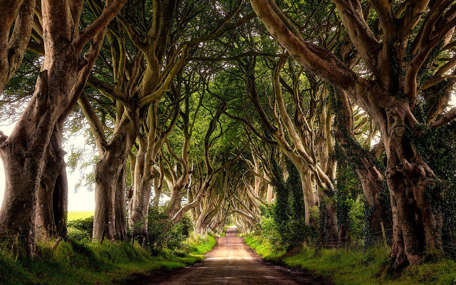 Dirt road surrounded by trees #6 free wallpaper - medium preview image