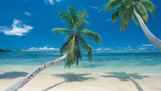 Palm tree beach blue water free wallpaper - medium preview image