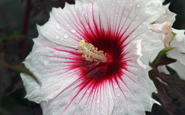 White red flower water droplets free wallpaper - medium preview image