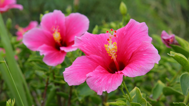 Pink flower yellow stamen bokeh free wallpaper - medium preview image