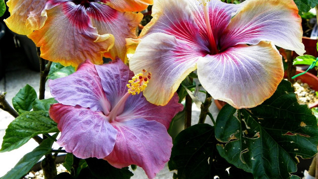 Close up colorful flowers background free wallpaper - medium preview image
