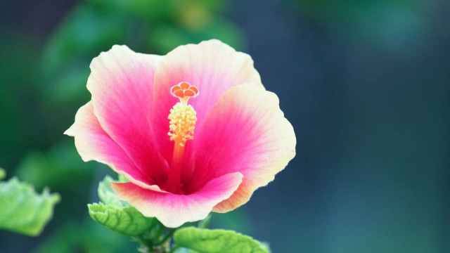 Pink flower yellow center green #6 free wallpaper - medium preview image