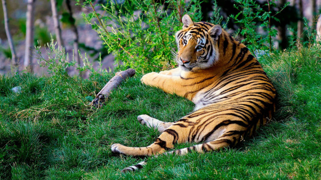 Tiger laying grass tree bird free wallpaper - medium preview image