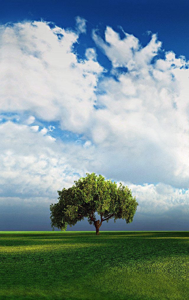 Lone tree green field cloudy #2 free wallpaper - medium preview image