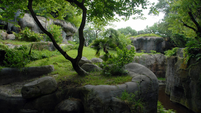 Lush green forest trees rocks free wallpaper - medium preview image