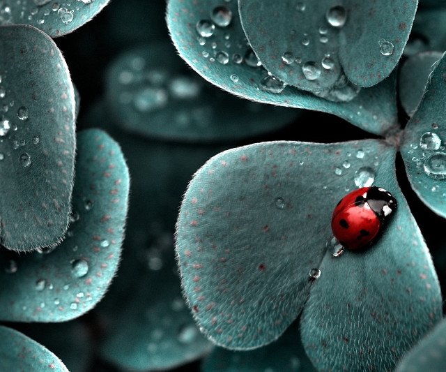 Ladybug green leaf water droplets #18 free wallpaper - medium preview image